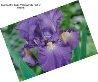 Bearded Iris Bulbs Victoria Falls (Set of 3 Roots)