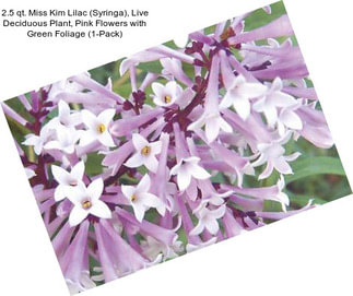 2.5 qt. Miss Kim Lilac (Syringa), Live Deciduous Plant, Pink Flowers with Green Foliage (1-Pack)