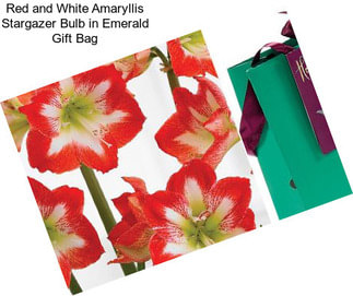Red and White Amaryllis Stargazer Bulb in Emerald Gift Bag