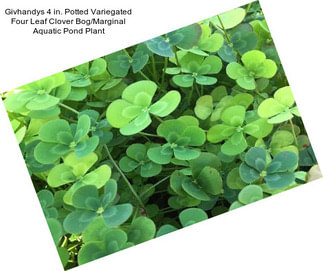 Givhandys 4 in. Potted Variegated Four Leaf Clover Bog/Marginal Aquatic Pond Plant