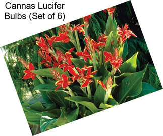 Cannas Lucifer Bulbs (Set of 6)