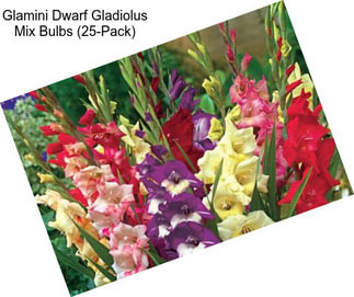 Glamini Dwarf Gladiolus Mix Bulbs (25-Pack)