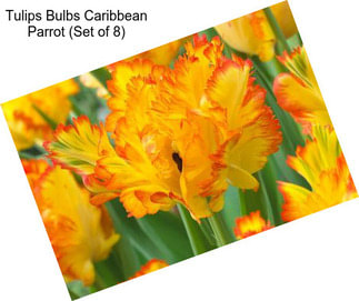 Tulips Bulbs Caribbean Parrot (Set of 8)