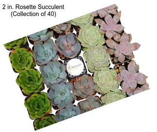 2 in. Rosette Succulent (Collection of 40)