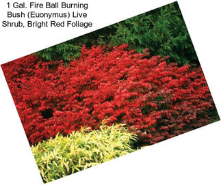 1 Gal. Fire Ball Burning Bush (Euonymus) Live Shrub, Bright Red Foliage