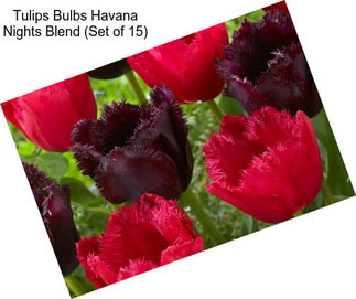 Tulips Bulbs Havana Nights Blend (Set of 15)