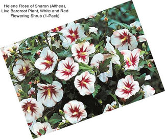 Helene Rose of Sharon (Althea), Live Bareroot Plant, White and Red Flowering Shrub (1-Pack)
