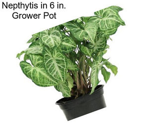 Nepthytis in 6 in. Grower Pot