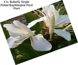 4 in. Butterfly Ginger Potted Bog/Marginal Pond Plant