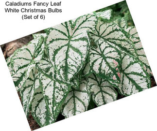 Caladiums Fancy Leaf White Christmas Bulbs (Set of 6)