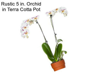 Rustic 5 in. Orchid in Terra Cotta Pot
