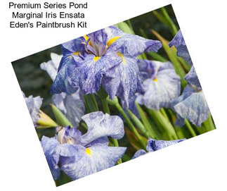 Premium Series Pond Marginal Iris Ensata Eden\'s Paintbrush Kit