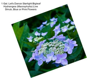 1 Gal. Let\'s Dance Starlight Bigleaf Hydrangea (Macrophylla) Live Shrub, Blue or Pink Flowers