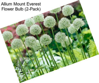 Allium Mount Everest Flower Bulb (2-Pack)