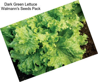 Dark Green Lettuce Walmann\'s Seeds Pack