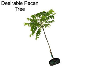 Desirable Pecan Tree