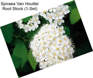 Spiraea Van Houttei Root Stock (1-Set)