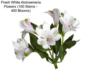 Fresh White Alstroemeria Flowers (100 Stems - 400 Blooms)