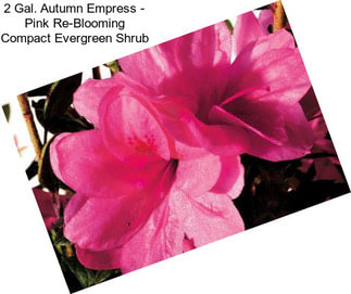 2 Gal. Autumn Empress - Pink Re-Blooming Compact Evergreen Shrub