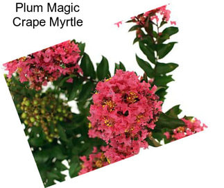 Plum Magic Crape Myrtle