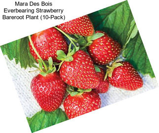 Mara Des Bois Everbearing Strawberry Bareroot Plant (10-Pack)