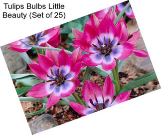 Tulips Bulbs Little Beauty (Set of 25)