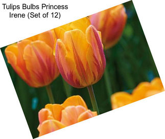 Tulips Bulbs Princess Irene (Set of 12)