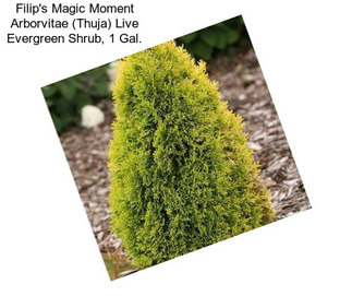 Filip\'s Magic Moment Arborvitae (Thuja) Live Evergreen Shrub, 1 Gal.