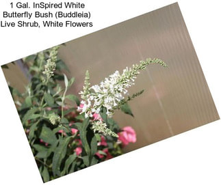 1 Gal. InSpired White Butterfly Bush (Buddleia) Live Shrub, White Flowers
