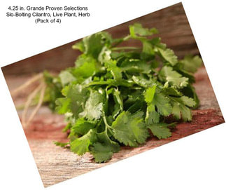 4.25 in. Grande Proven Selections Slo-Bolting Cilantro, Live Plant, Herb (Pack of 4)