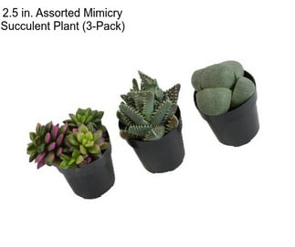 2.5 in. Assorted Mimicry Succulent Plant (3-Pack)