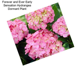 Forever and Ever Early Sensation Hydrangea Dormant Plant
