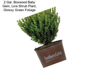 2 Gal. Boxwood Baby Gem, Live Shrub Plant, Glossy Green Foliage