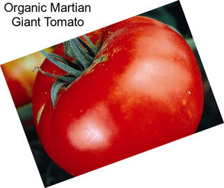 Organic Martian Giant Tomato