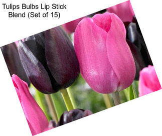 Tulips Bulbs Lip Stick Blend (Set of 15)