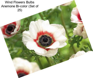 Wind Flowers Bulbs Anemone Bi-color (Set of 25)