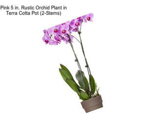 Pink 5 in. Rustic Orchid Plant in Terra Cotta Pot (2-Stems)