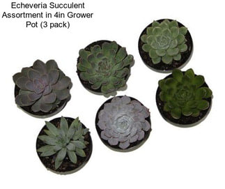 Echeveria Succulent Assortment in 4in Grower Pot (3 pack)