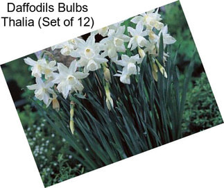 Daffodils Bulbs Thalia (Set of 12)