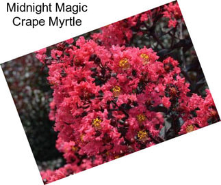 Midnight Magic Crape Myrtle