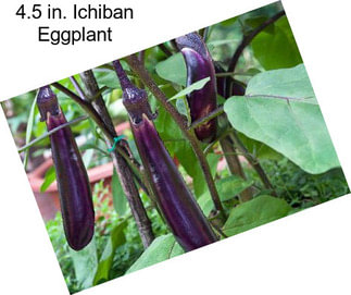 4.5 in. Ichiban Eggplant