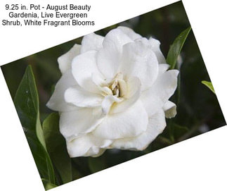 9.25 in. Pot - August Beauty Gardenia, Live Evergreen Shrub, White Fragrant Blooms