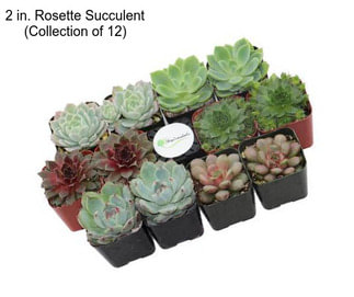 2 in. Rosette Succulent (Collection of 12)