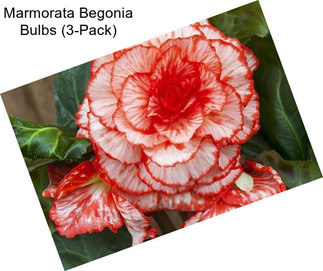 Marmorata Begonia Bulbs (3-Pack)