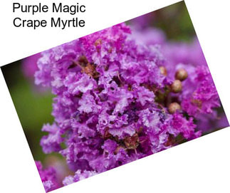 Purple Magic Crape Myrtle