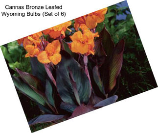 Cannas Bronze Leafed Wyoming Bulbs (Set of 6)