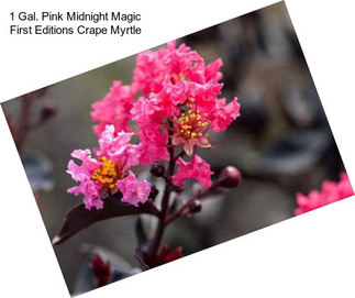 1 Gal. Pink Midnight Magic First Editions Crape Myrtle