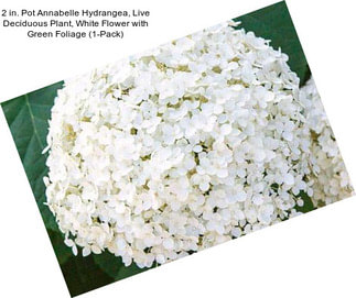 2 in. Pot Annabelle Hydrangea, Live Deciduous Plant, White Flower with Green Foliage (1-Pack)