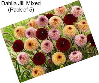 Dahlia Jill Mixed (Pack of 5)