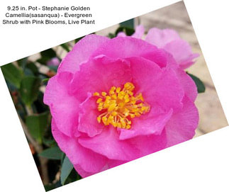 9.25 in. Pot - Stephanie Golden Camellia(sasanqua) - Evergreen Shrub with Pink Blooms, Live Plant